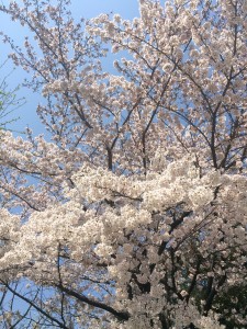 写真 2015-03-30 12 11 55