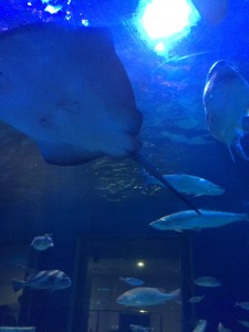 写真 2015-05-11 14 33 26