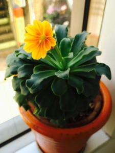 写真 2016-03-17 10 26 06